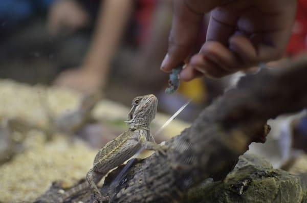 Calvary Chapel Christian Academy