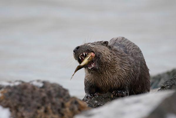 An otter gulping down a fish in Grand Teton National Park