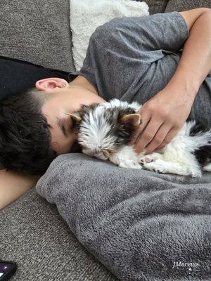 Neer's Little Yorkies