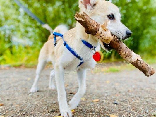We Love Seattle Doggos
