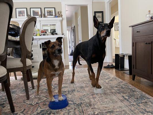 Training With Albert