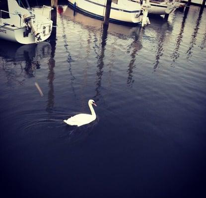 Hempstead Bay Sailing Club