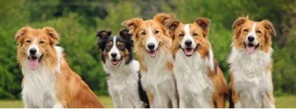 Animal Spay-Neuter Clinic