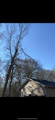 Spiders Tree Care Service