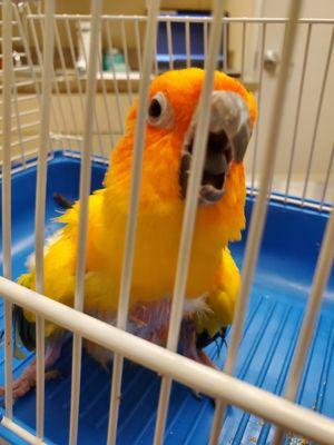 Briarcrest Veterinary Clinic