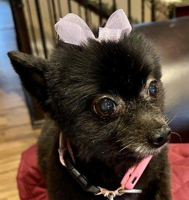 Mission Village Animal Clinic