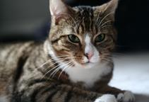 Northwest Animal Hospital