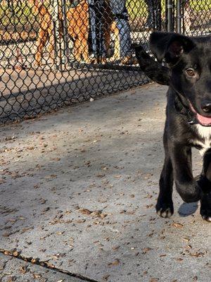 Rruff Healing Heroes