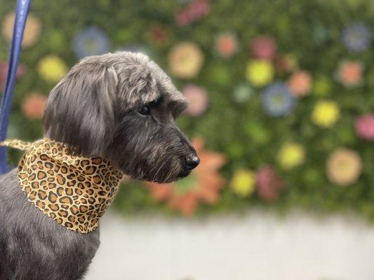 Lambordoghi Luxury Mobile Salon for Dogs