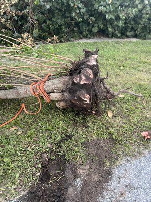 Miller’s Lawn and Tree Service