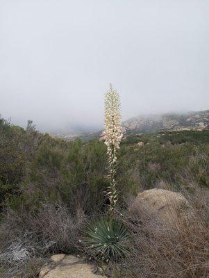 Mt Gower County Preserve