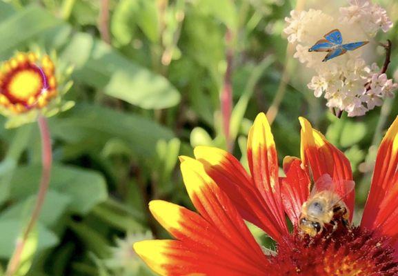 #YelpElite #Yelp #birds