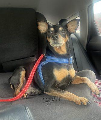 Countryside Animal Hospital