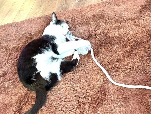 My rescue cat with his new Wool Cats toy