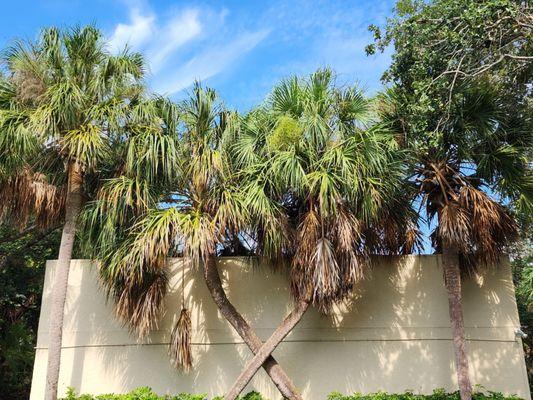 J&M Profesional Tree Service