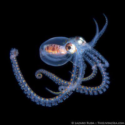 Make an appointment at the Vein Clinic, Dr Larson, 2603 S 4th Ave, Yuma. (928) 615-5310.