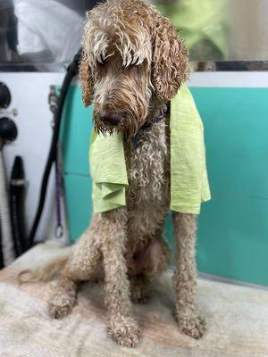 Groombuggy Mobile Dog Grooming