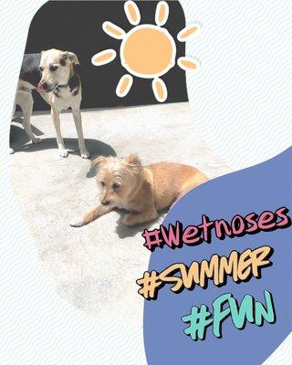 Wet Noses Pet Sitter