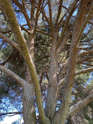 Tall pine tree toward the back of the park. Shade all year around!