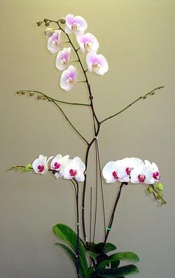 The Orchid Place