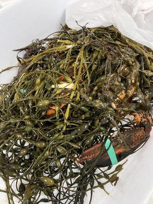 nestled in seaweed