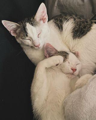 Finn and Cuddles, our kitties
