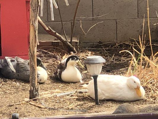 East Mountain Veterinary Service