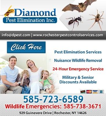 Diamond Pest Elimination Inc.