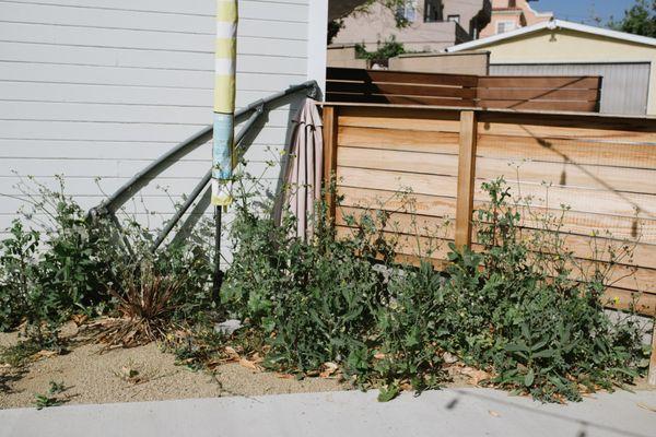 Weeds growing through decomposed granite