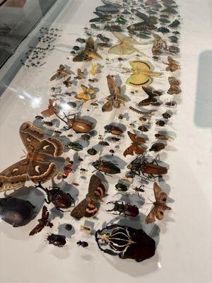 North Museum of Natural History