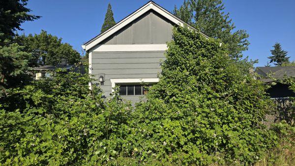 Photo of the garage consumed by blackberry. There was an equal amount of brush to the left, and then again behind the unseen fence as well.