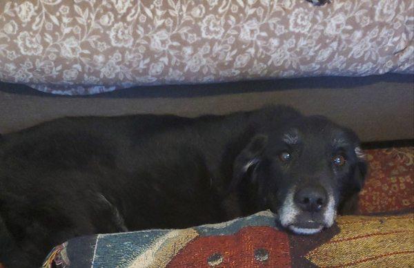 Leck Veterinary Hospital