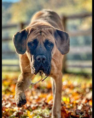 Ridgeside K9 - Nashville