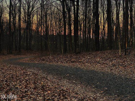 Whitney State Forest