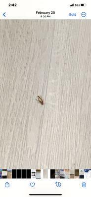 The Pines Apartments