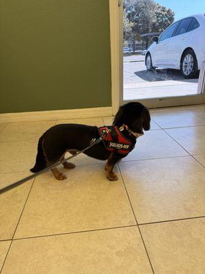 I like Winston trimmed down so it lasts and she does an amazing job !