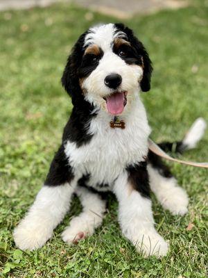 Bark Busters Home Dog Training Northern New Jersey