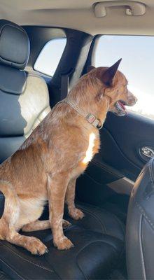 Haeleighs Dog Walking and Sitting