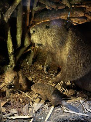 Mississippi Museum of Natural Science