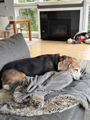 Reining Cats And Dogs