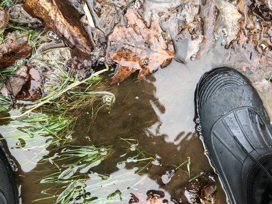 The current state of my yard (4/19) AFTER they supposedly "fixed" the issue (according to the response to my review)