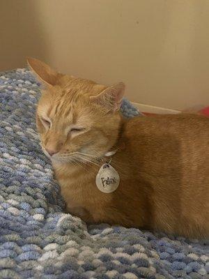 New Beginnings Animal Rescue