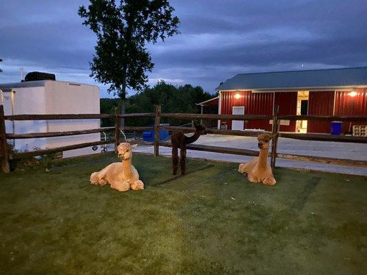 Goldrush, Phlash and Cocoa enjoying the cool summer evening.