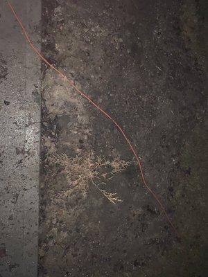 Roses Lawncare Maintenance