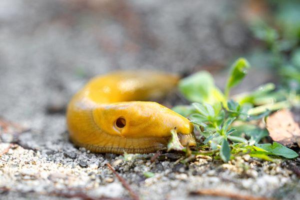 San Pedro Valley Park