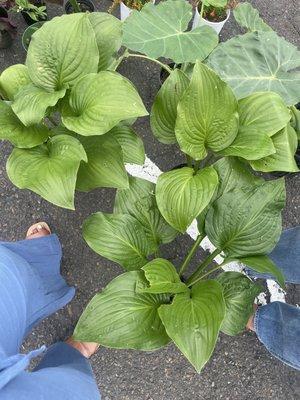 Franklin Mills Flea Market