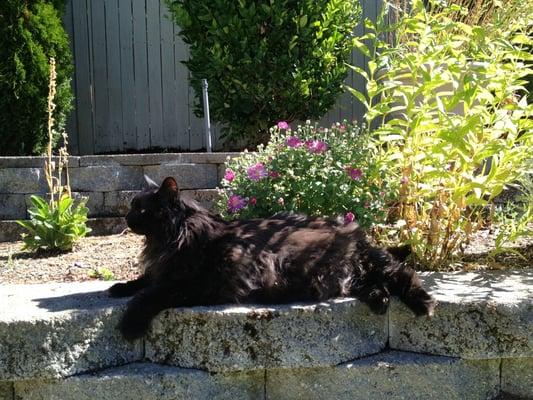 Queen of the jungle again.