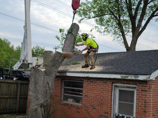 Brandon's Tree Service