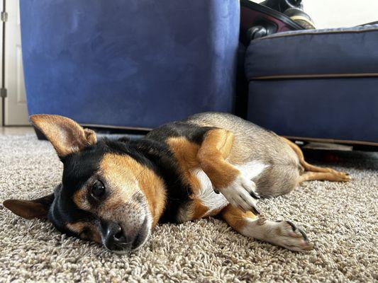 All You Need Pet Care