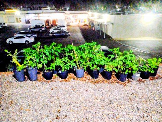 Linda's beautiful garden.